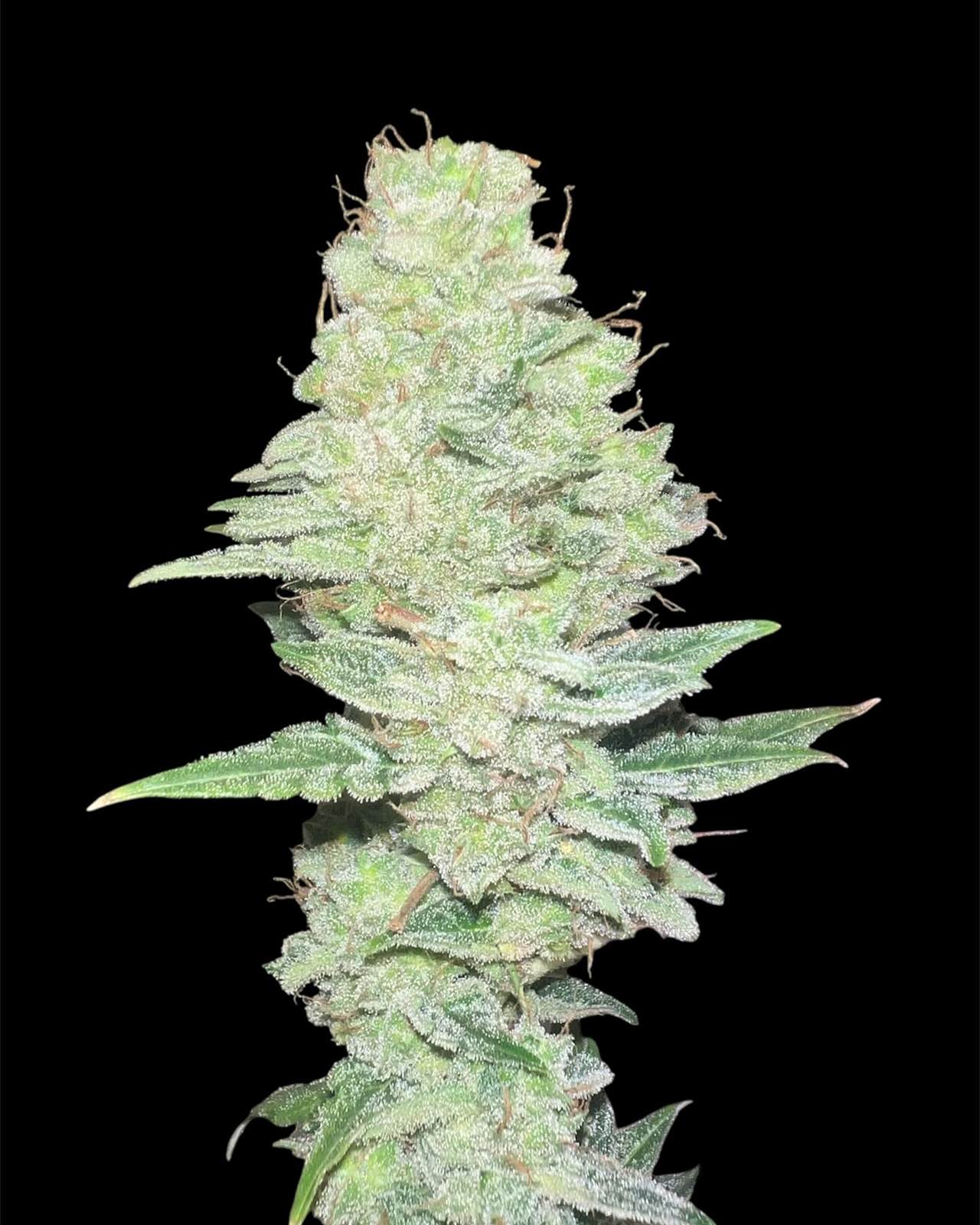 Buds de Cotton Candy, macro